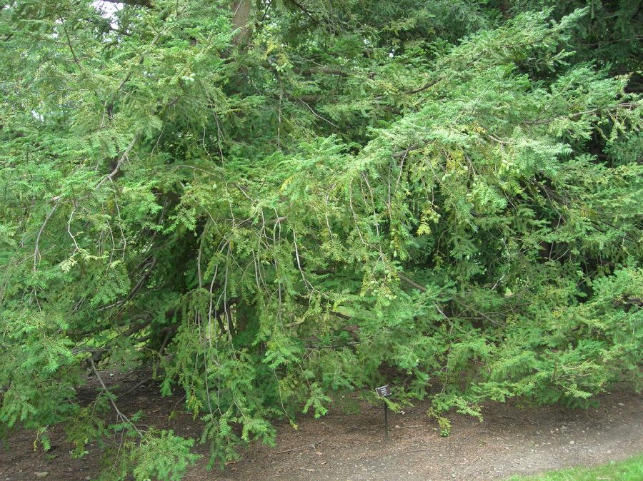 Taxaceae Torreya nucifera