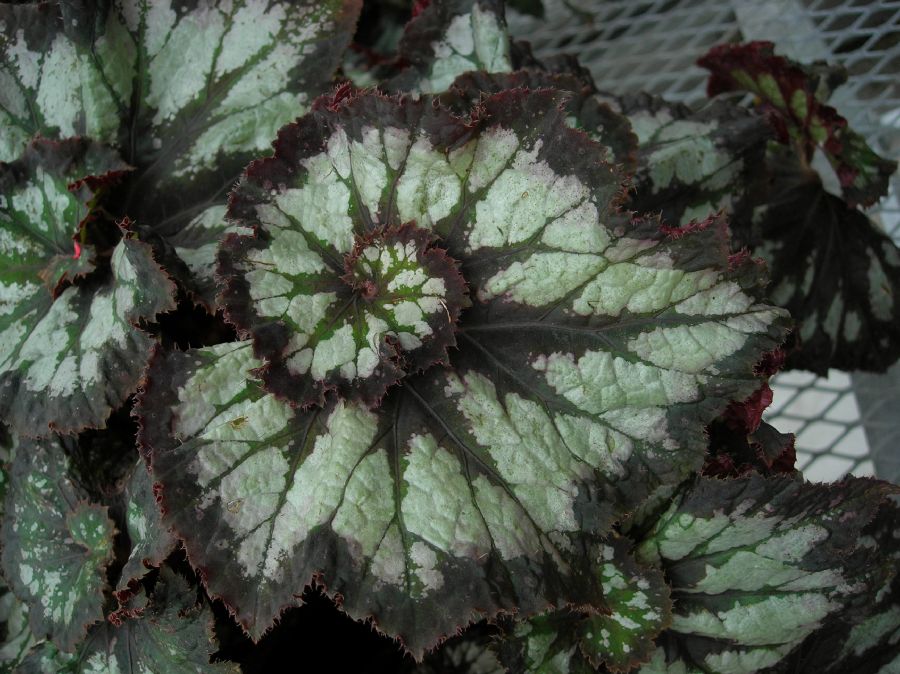 Begoniaceae Begonia 