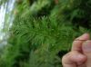 image of Selaginella moellenforfii
