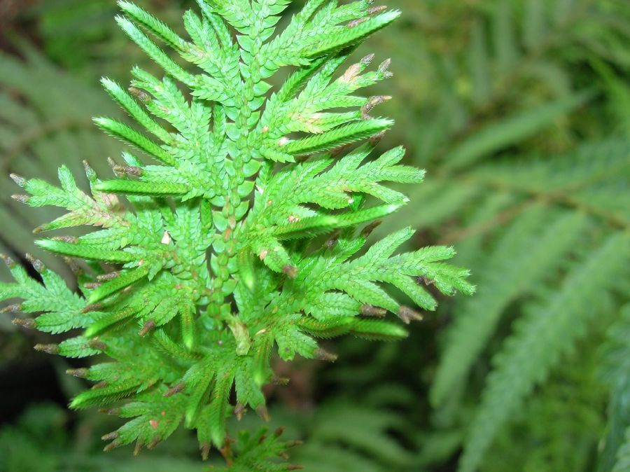 Selaginellaceae Selaginella moellenforfii