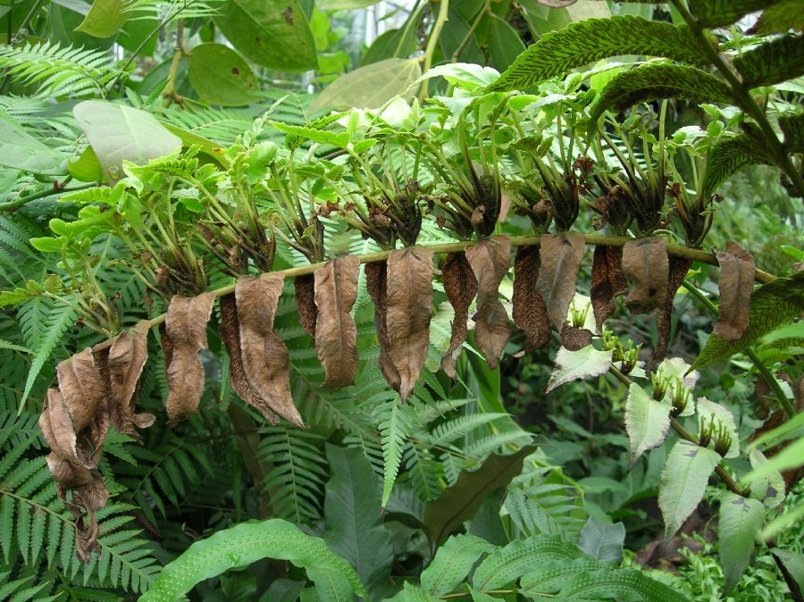 Athyriaceae Diplazium proliferum