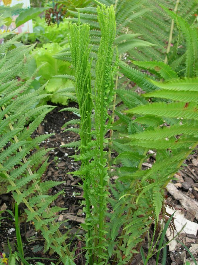 Onocleaceae Matteuccia struthiopteris