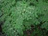 image of Fallopia japonica