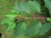 image of Cornus stolonifera