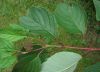 image of Cornus stolonifera