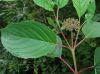 image of Cornus stolonifera