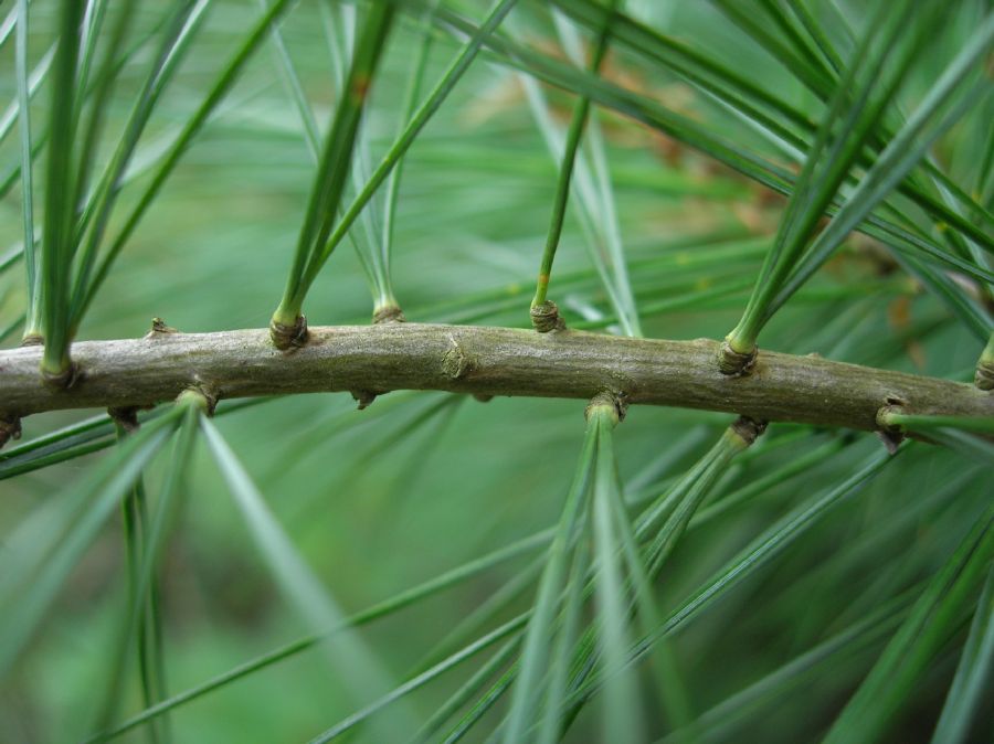 Pinaceae Pinus strobus