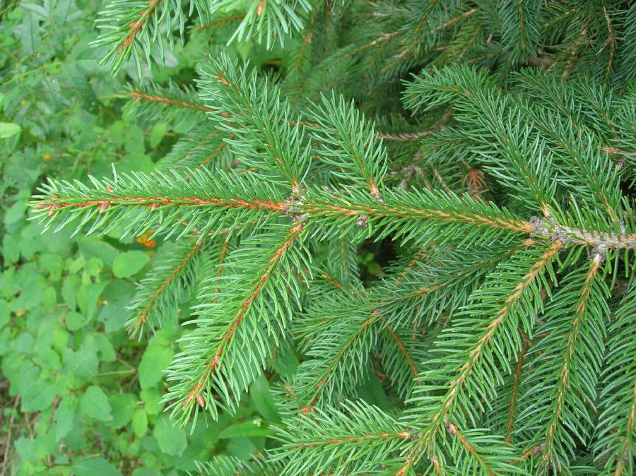 Pinaceae Picea glauca