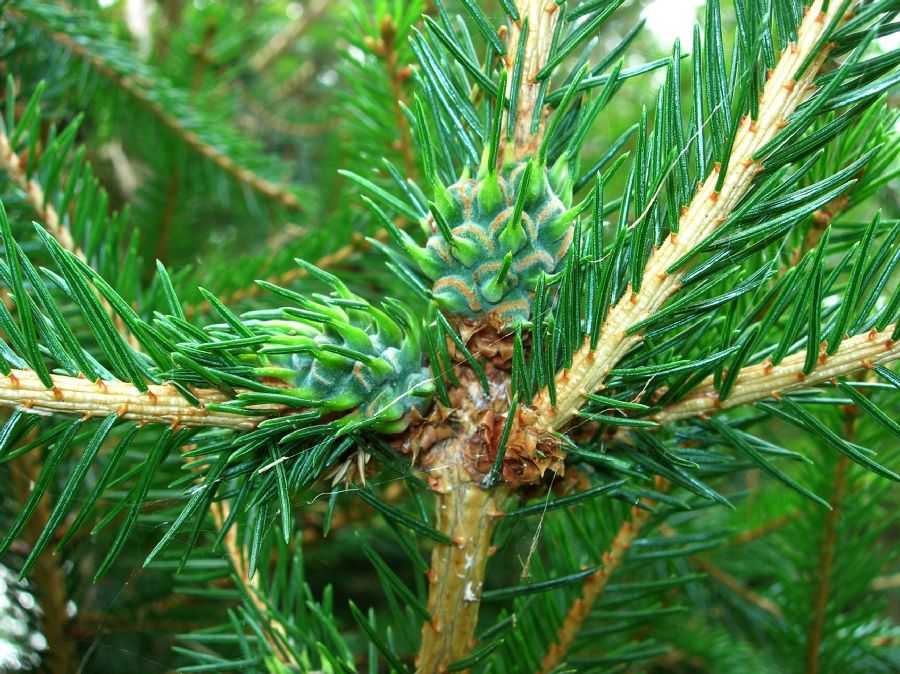 Pinaceae Picea glauca