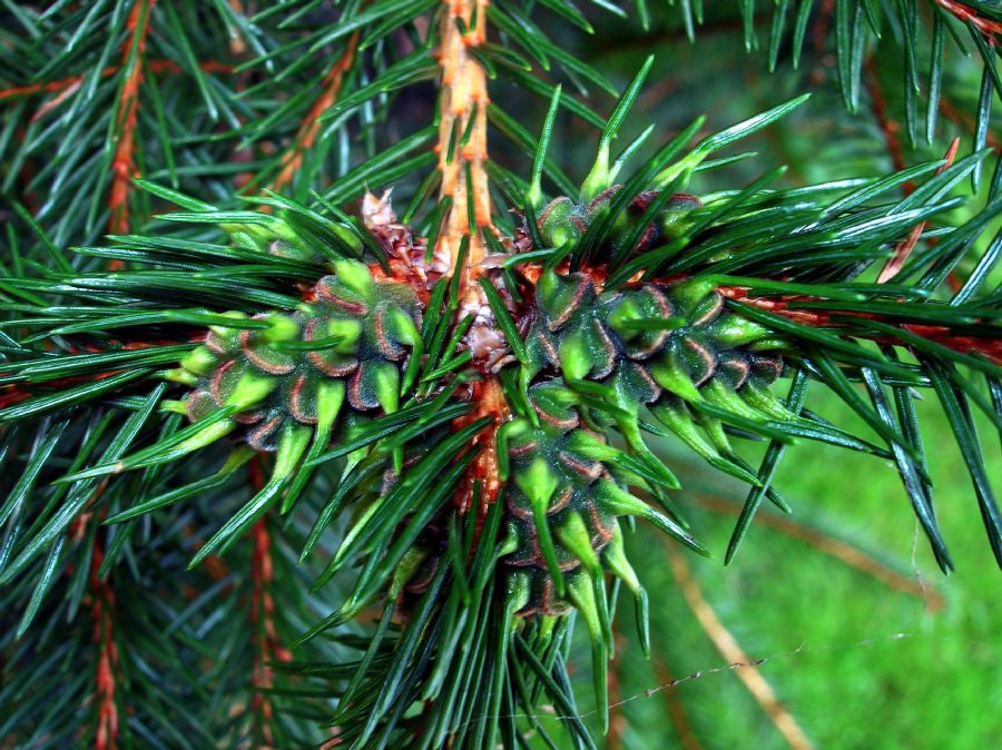 Pinaceae Picea glauca