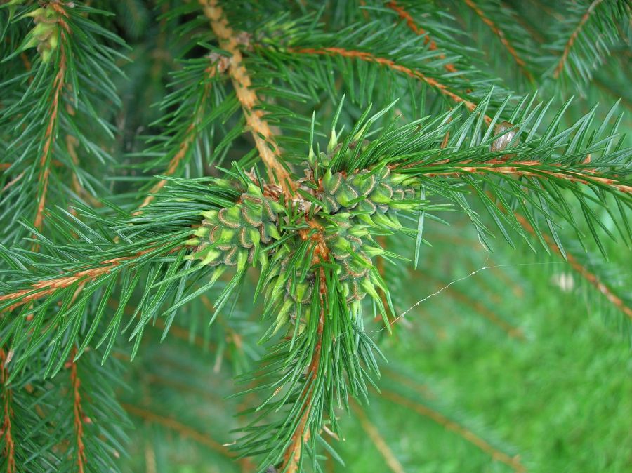 Pinaceae Picea glauca
