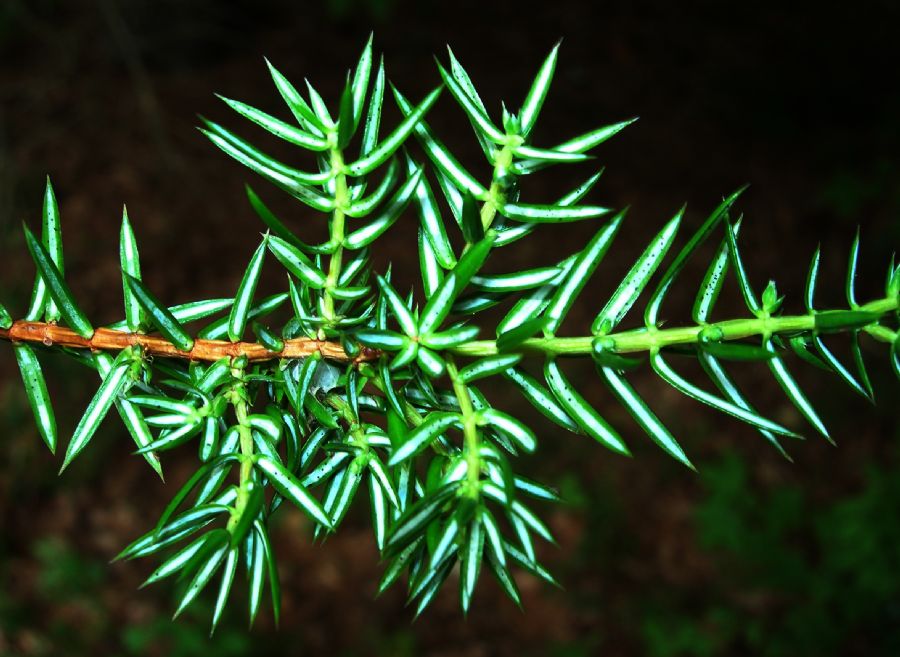 Cupressaceae Juniperus communis