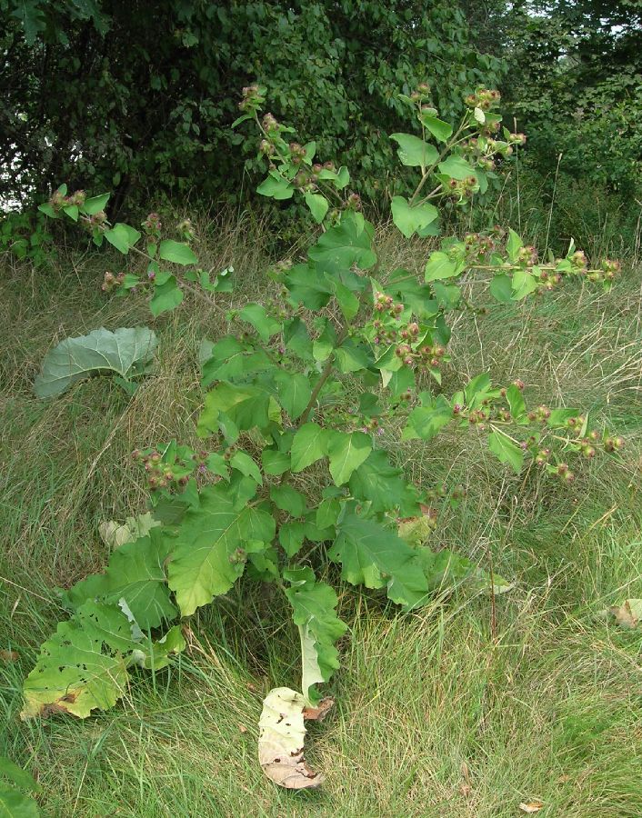 Asteraceae Arctium lappa