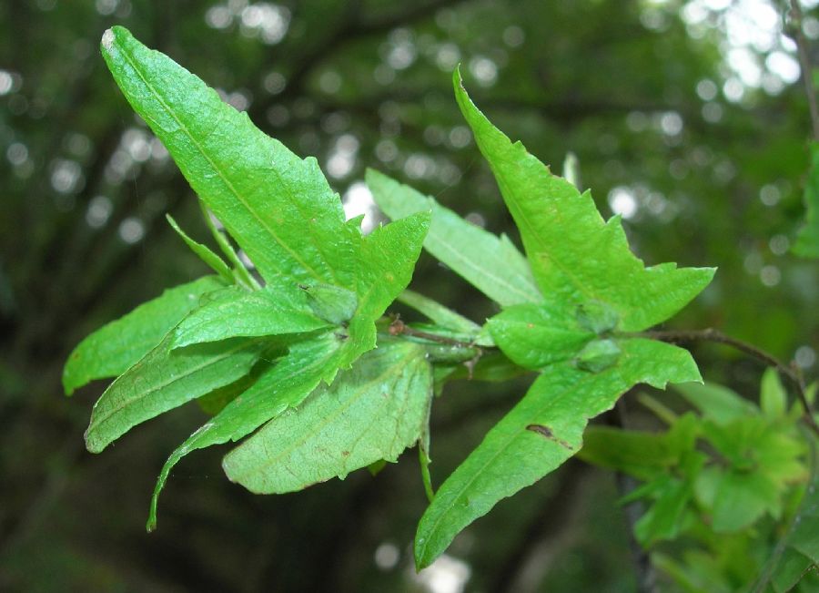 Betulaceae Carpinus caroliniana
