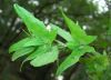 image of Carpinus caroliniana