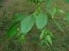image of Carpinus caroliniana