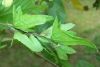 image of Carpinus caroliniana
