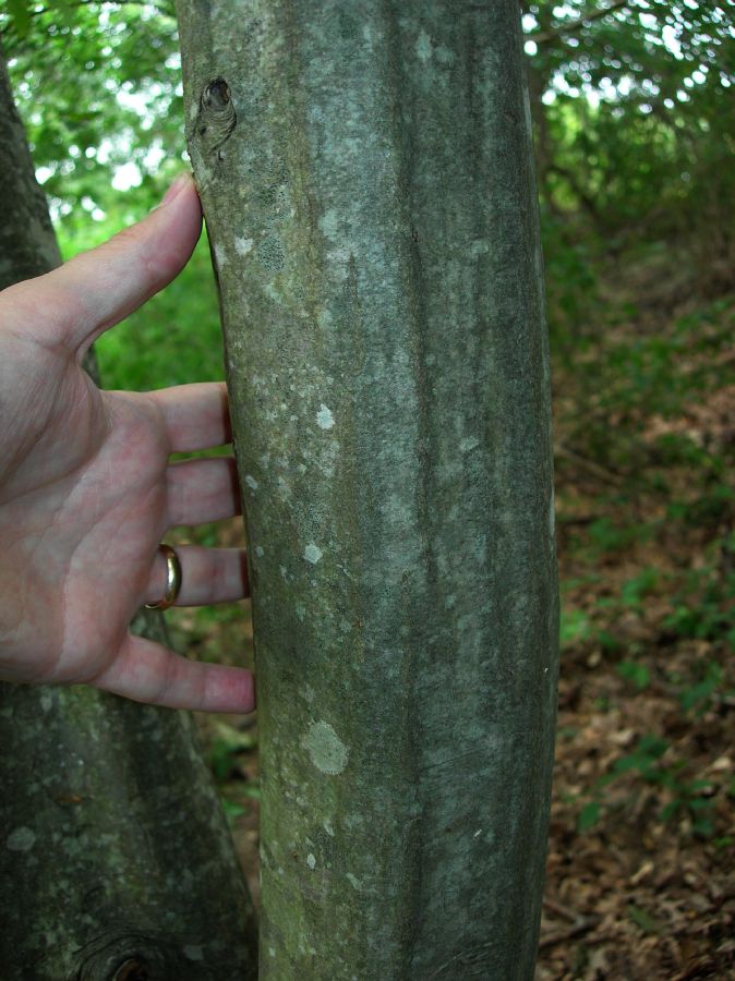 Betulaceae Carpinus caroliniana