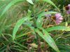 image of Lilium tigrinum