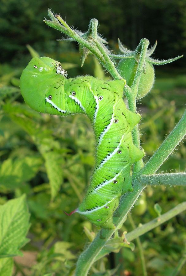 Sphingidae  
