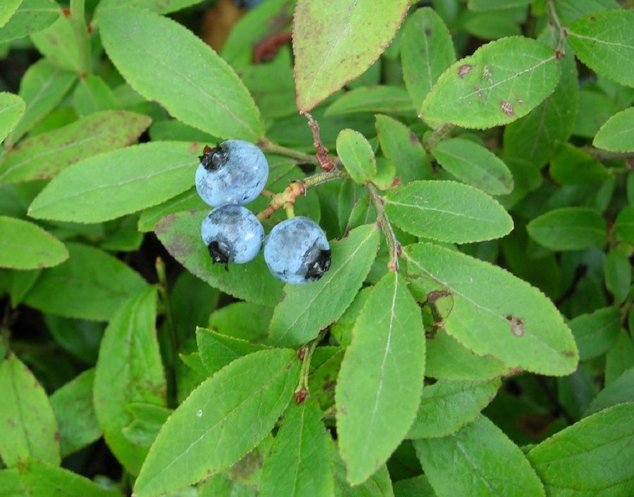 Ericaceae Vaccinium angustifolium
