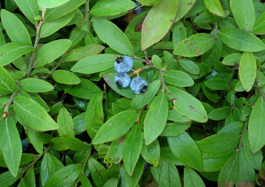 Ericaceae Vaccinium angustifolium