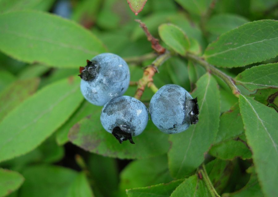 Ericaceae Vaccinium angustifolium