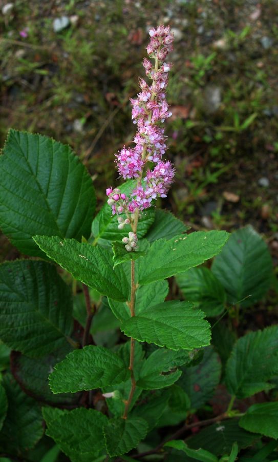 Rosaceae Spiraea tomentosa
