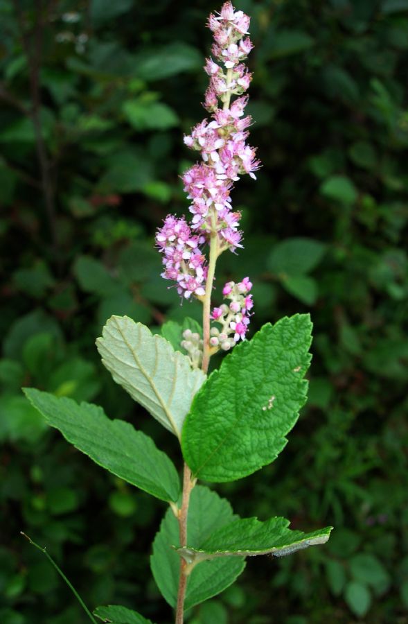 Rosaceae Spiraea tomentosa