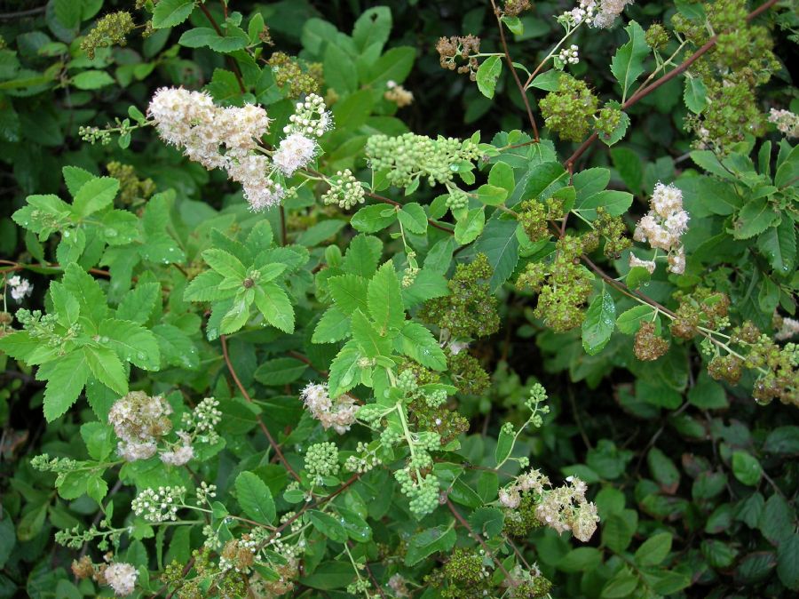 Rosaceae Spiraea tomentosa