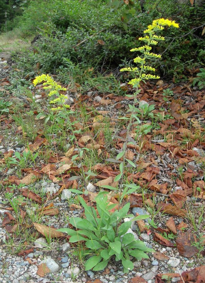 Asteraceae Solidago nemoralis
