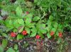 image of Cornus canadensis