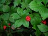 image of Cornus canadensis