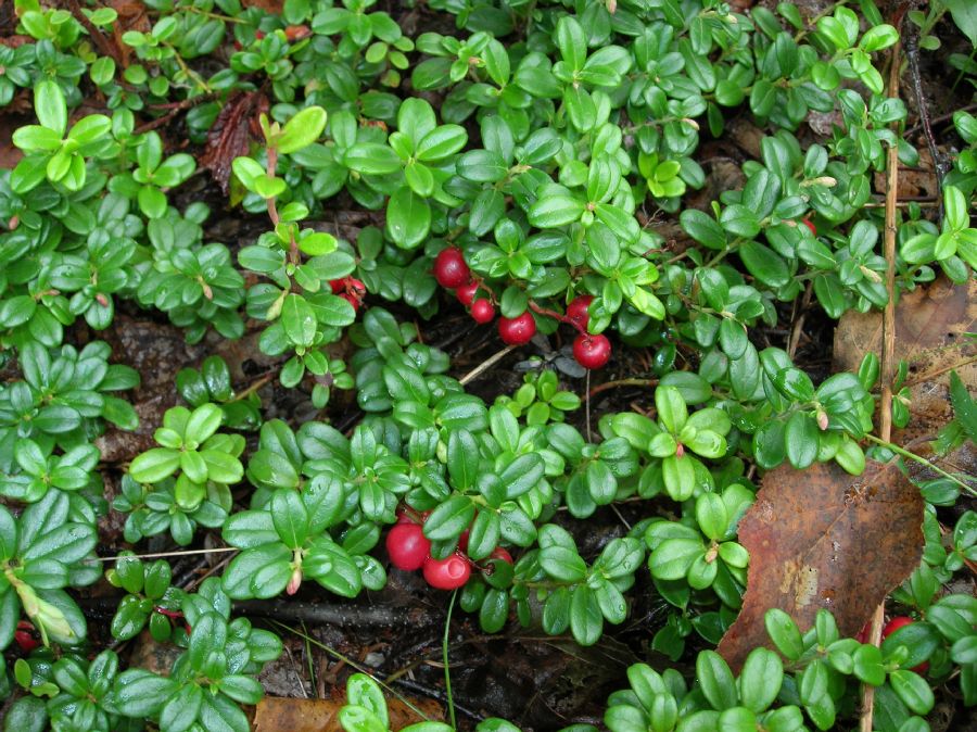 Ericaceae Arctostaphylos ursa-uvi