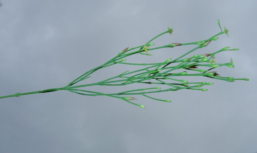Hypericaceae Hypericum gentianoides