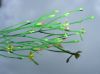 image of Hypericum gentianoides