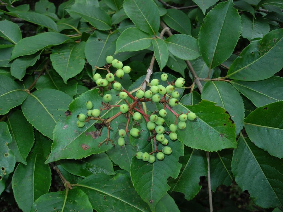 Adoxaceae Viburnum nudum