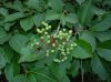 image of Viburnum nudum