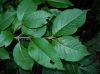 image of Viburnum nudum
