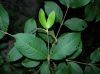 image of Viburnum nudum