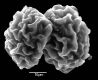 image of Elaphoglossum dombeyanum