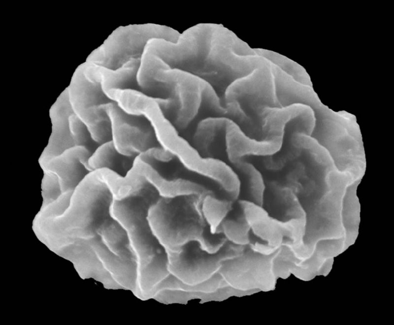 Dryopteridaceae Elaphoglossum dombeyanum