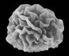 image of Elaphoglossum dombeyanum