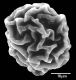 image of Elaphoglossum dombeyanum