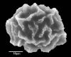 image of Elaphoglossum eggersii