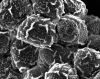 image of Elaphoglossum eggersii