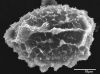 image of Elaphoglossum eggersii