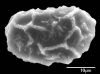 image of Elaphoglossum erinaceum