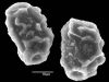 image of Elaphoglossum erinaceum