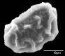 image of Elaphoglossum erinaceum